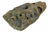 Incredible Lower Jurassic Crocodile Skull - North Whitby, England #123531-4
